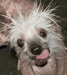 Rascal The World's Ugliest Dog