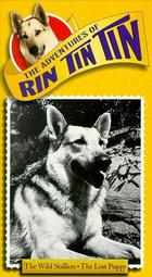 Rin Tin Tin II